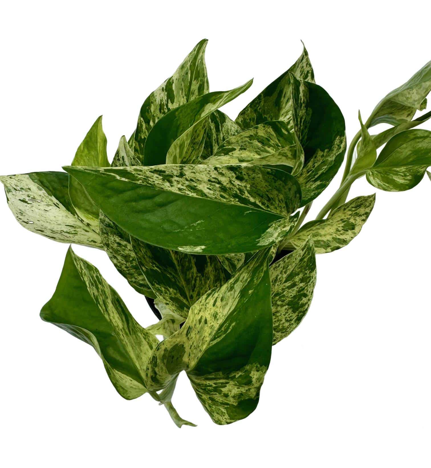 99eee3c62ebbb9dda482b454d78d2919 Epipremnum Scindapsus Marble Queen roślina do terrariów tropikalnych dla gadów - obrazek 1