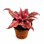 bromelia rubin star w doniczce 5,5cm