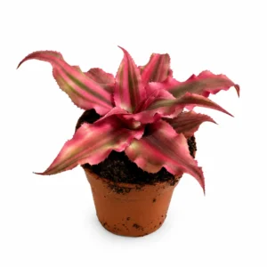 bromelia rubin star w doniczce 5,5cm