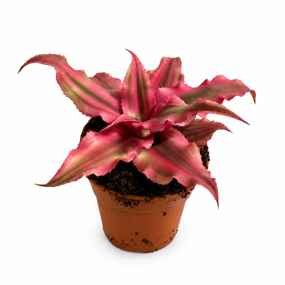 Bromelia Cryptanthus bivittatus Rubin Star wys 10cm — zdjęcie oferowanej rośliny