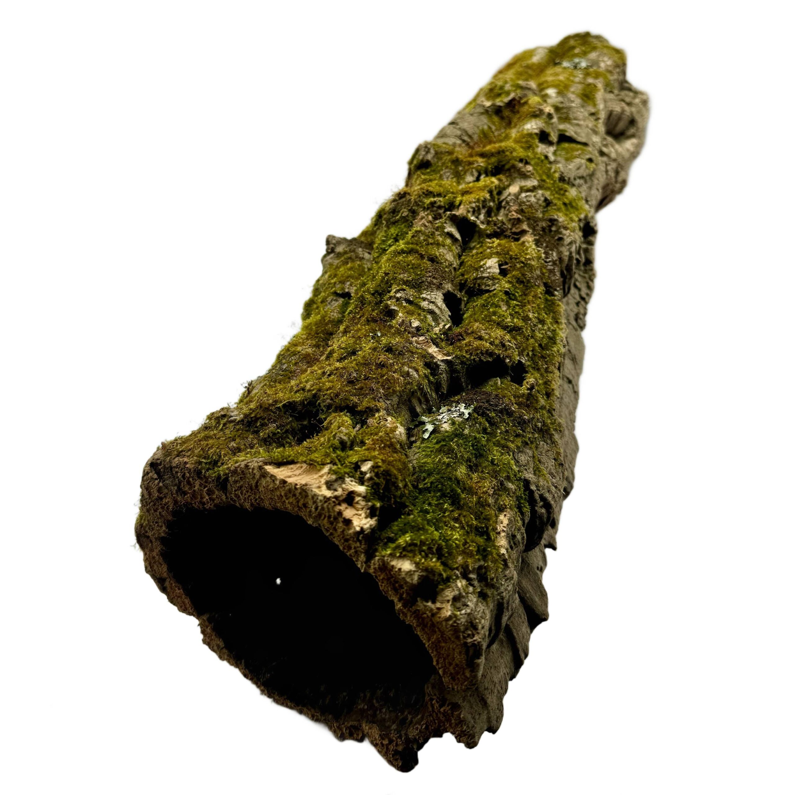 Długie tuby korkowe - naturalna kryjówka dla gadów nadrzewnych