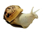 Ślimak afrykański olbrzymi Lissachatina (Achatina)