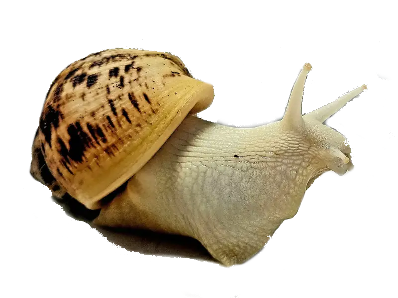 Bez-tytulu-12 Ślimak afrykański olbrzymi Lissachatina (Achatina)