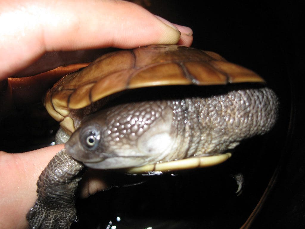 Chelodina-reimanni Wodno-lądowy żółw wężoszyi Chelodina reimanni - obrazek 1
