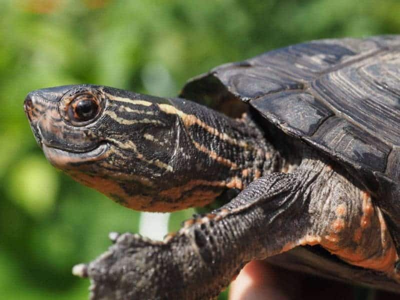 Projekt-bez-nazwy-46 Wodno-lądowy żółw chiński czerwonoszyi Mauremys nigricans - obrazek 1