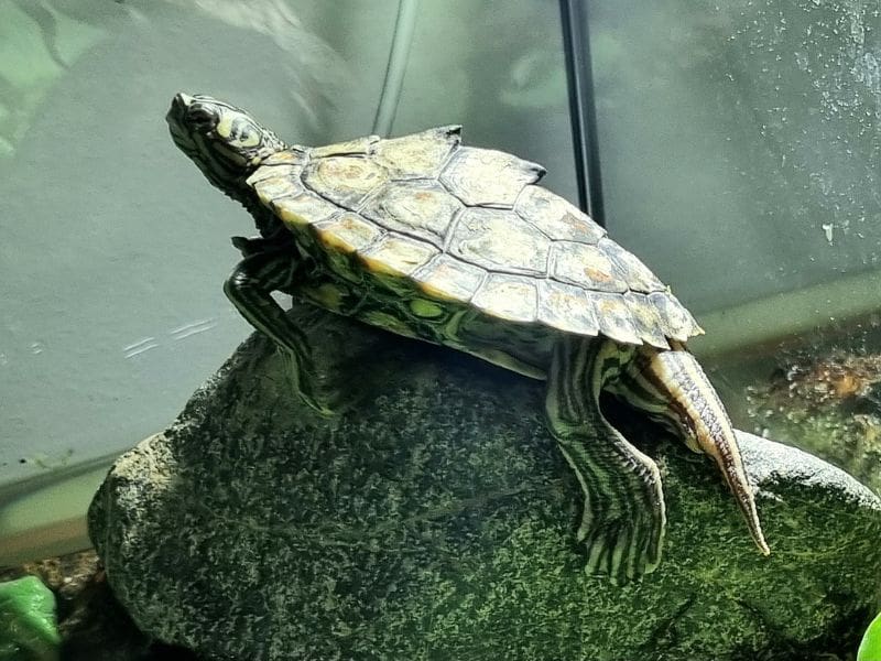 Projekt-bez-nazwy-47 Wodno-lądowy żółw błotny Graptemys flavimaculata - obrazek 1