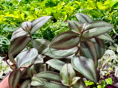 Trzykrotka do terrarium (Tradescantia)
