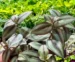 Trzykrotka (Tradescantia) rosnąca w terrarium bioaktywnym trzykrotka zebrina roślina do terrariów tropikalnych