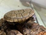 Wodno-lądowy żółw wężoszyi Chelodina reimanni - obrazek 3
