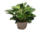 Philodendron 'Birkin' – Biały Filodendron wys 30cm