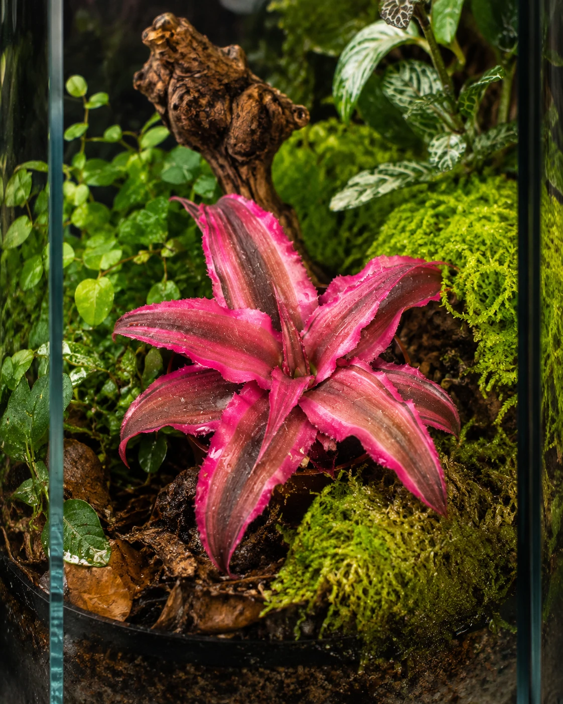 Różowy skrytokwiat pośród zieleni w terrarium tropikalnym — inspiracja aranżacyjna