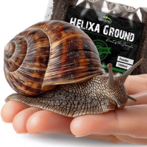 helixa ground dla śliamka