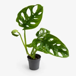 monstera adansoni w doniczce 5,5cm