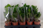 Zamioculcas zamiifolia wys 35cm - obrazek 2