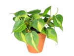 Philodendron Scandens 'Brasil' Filodendron brazylijski wys 25cm