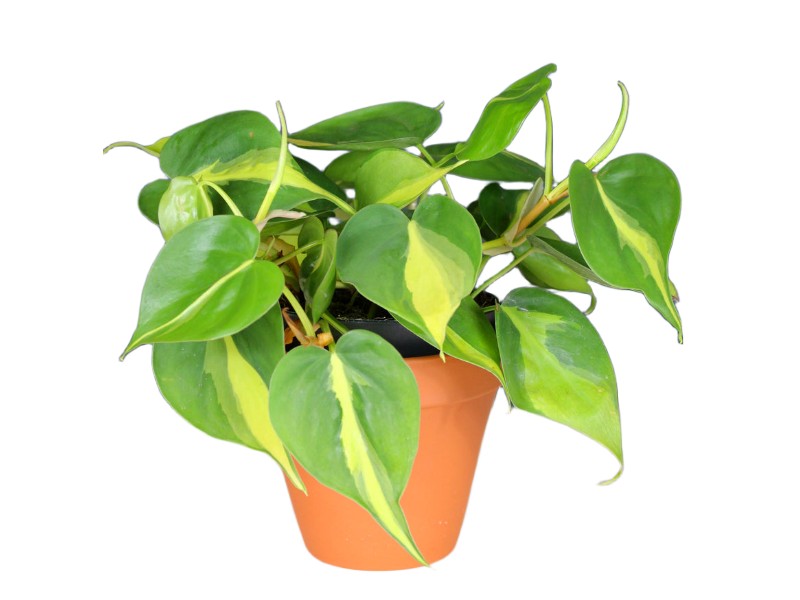 ad479b1f06e9ea388e0868f112f7f30b Philodendron Scandens 'Brasil' Filodendron brazylijski wys 25cm - obrazek 1