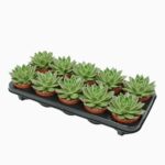 Sukulent Echeveria agavoides roślina do terrarium dla gadów pustynnych - obrazek 3