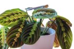 Maranta leuconeura Fascinator maranta modlitewna 40cm
