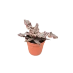 Bromelia Cryptanthus zonatus doniczka 9cm