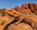 agama brodata
