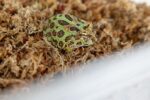 Mech torfowiec Sphagnum moss 100g - obrazek 4