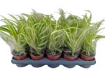 Zielistka Chlorophytum comosum Variegatum 35cm