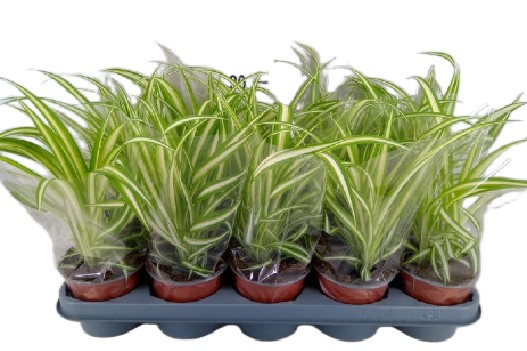 b2ac733c16f36b5ba0a57c011507c95c Zielistka Chlorophytum comosum Variegatum 35cm - obrazek 1