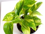 Epipremnum Scindapsus Hicolor roślina do terrariów tropikalnych dla gadów