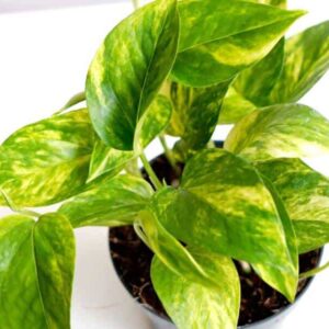 Epipremnum Scindapsus Hicolor roślina do terrariów tropikalnych dla gadów