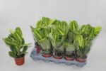 Maranta leuconeura Lemon Lime wys 30cm - obrazek 2