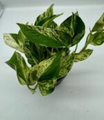 Epipremnum Scindapsus Marble Queen roślina do terrariów tropikalnych dla gadów - obrazek 4