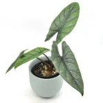 Alocasia alokazja scalprum 10cm - obrazek 2