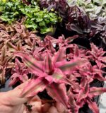 rubin star bromelia do terrarium tropikalnego