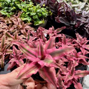rubin star bromelia do terrarium tropikalnego