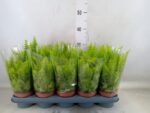 Nephrolepis exaltata Green Moment dekoracyjna paproć 30cm - obrazek 2
