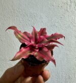 bromelia w kolorze rubinowym