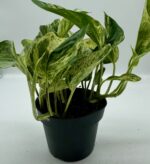 Epipremnum Scindapsus Marble Queen roślina do terrariów tropikalnych dla gadów - obrazek 3