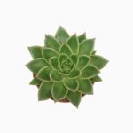 Sukulent Echeveria agavoides roślina do terrarium dla gadów pustynnych - obrazek 2