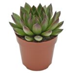 Sukulent Echeveria agavoides Ami-Fiesta roślina do terrarium dla gadów pustynnych