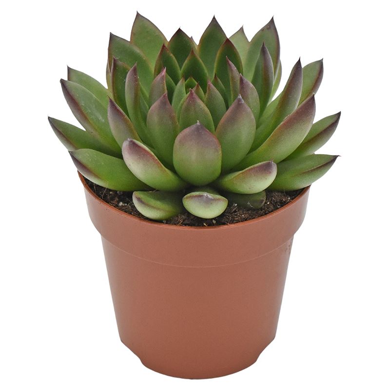 ca6857b5596e70d96666b1a1ea8be944 Sukulent Echeveria agavoides Ami-Fiesta roślina do terrarium dla gadów pustynnych - obrazek 1