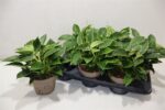 Philodendron 'Birkin' – Biały Filodendron wys 30cm - obrazek 2