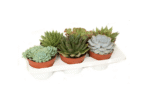 Sukulent Echeveria roślina dla gadów pustynnych - obrazek 4