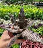 bromelia na tle inny roślin do terrarium