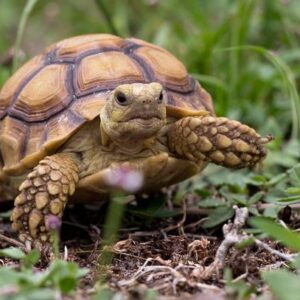 żółw sulcata