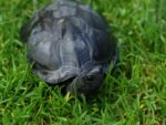 Wodno-lądowy żółw chiński Mauremys reevesii - obrazek 4