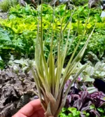 tillandsia zielona