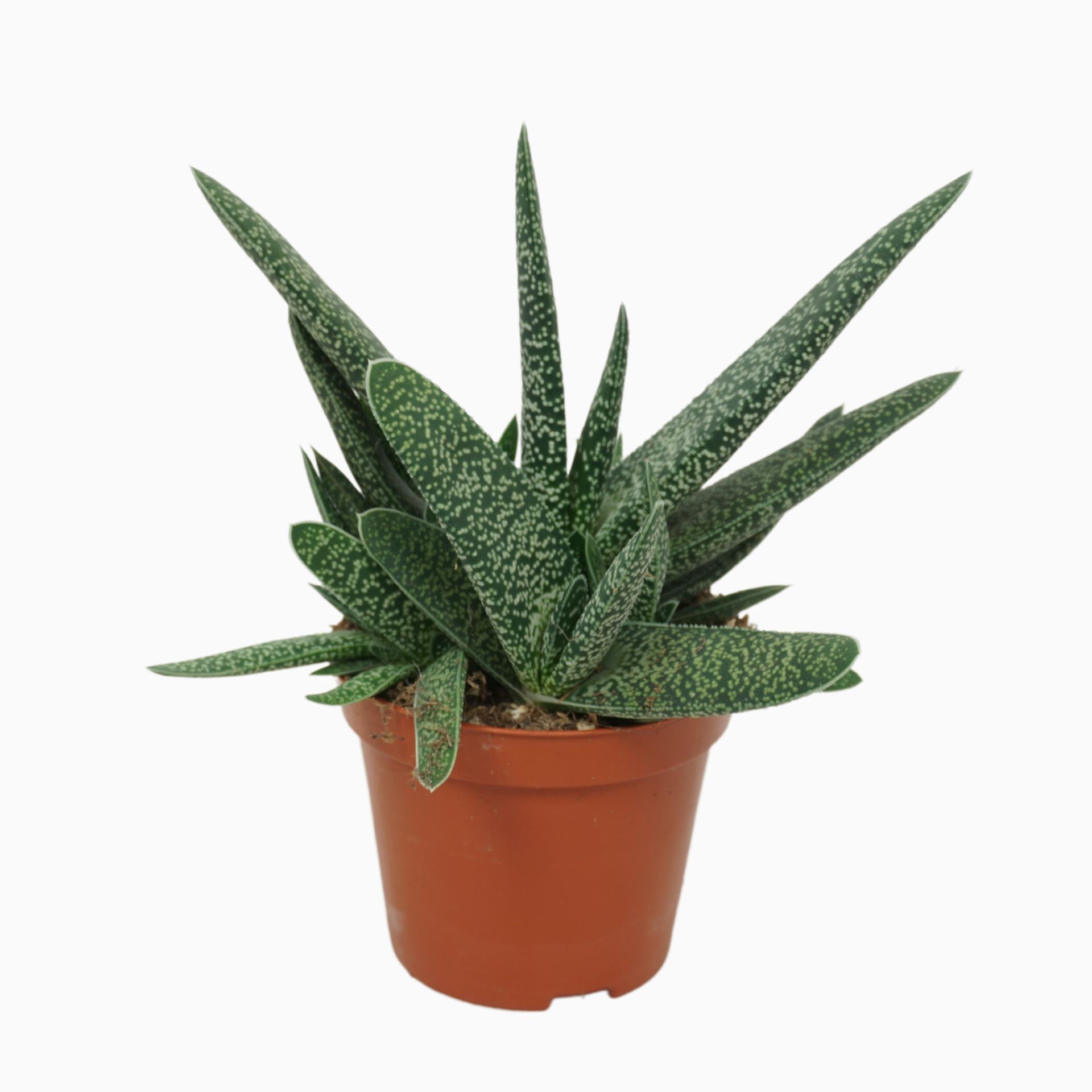 db56e7932651f79f340d7e6b9f318f83 Sukulent Gasteria carinata var. verrucosa do terrarium dla gadów pustynnych - obrazek 1