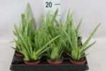 Sukulent Aloe Vera 20cm - obrazek 2