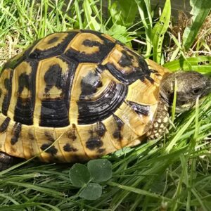Żółw grecki (Testudo hermanni) na naturalnym podłożu w terrariumŻółw grecki (Testudo hermanni) na naturalnym podłożu w terrarium