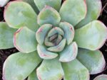 Sukulent Echeveria roślina dla gadów pustynnych